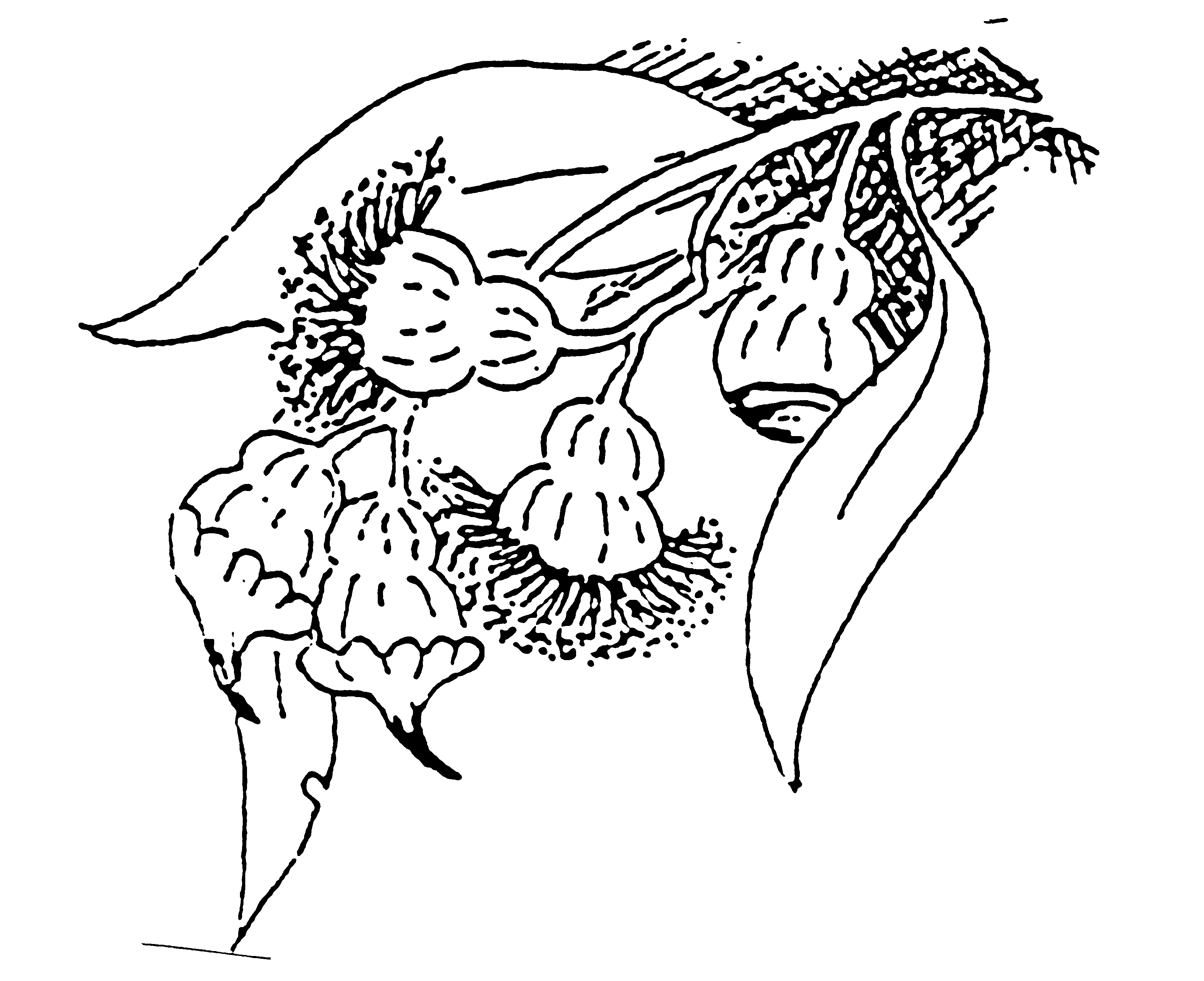 Goldfields Naturalists Logo